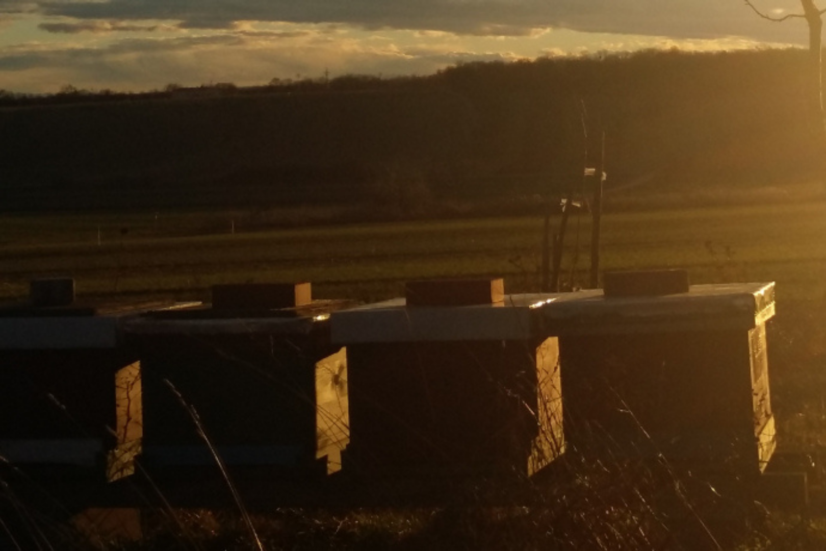 You are currently viewing BIENENOASEN: WIR PFLANZEN RÜCKZUGSORTE FÜR BIENEN